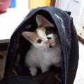 Alma-de-gato-y-corazón-de-perro-86819-2
