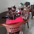 https://es.holidog.com/ImagesPetSitters/7D9AC5CD-2677-459A-A2C5-09F7F33DB594_square_120.jpg Amor-por-los-peludos--250894-0
