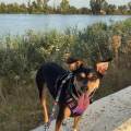 Pasión-por-lo-animales-248564-0