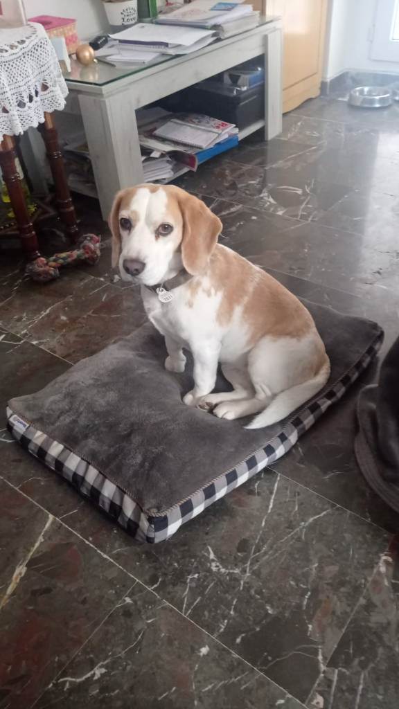 residencia-canina gr ruth 62af8036-7bc5-4809-9f6f-5ab6b6dc5891