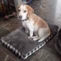 residencia-canina gr ruth 8cbd83e6-2005-4117-a88c-3b48e0bfd5ec