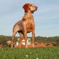 https://es.holidog.com/ImagesPetSitters/813EC3DE-9431-4986-A23E-67BB13787F49_square_120.jpg Vacaciones-en-el-Yelmo-251464-1