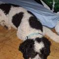 Amante-de-los-peludos-263446-3