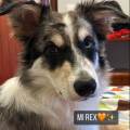 https://es.holidog.com/ImagesPetSitters/8221BC26-57F2-4397-825D-94C1681BC282_square_120.jpg Amor-y-paseos-para-tu-mejor-amigo-249708-2