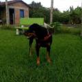 https://es.holidog.com/ImagesPetSitters/84677E40-2ED2-43B6-9B29-4745A2B4B029_square_120.jpg Encantador-de-perros--67349-0