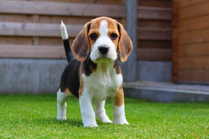 residencia-canina co jose ramón  968832c1-1519-48e2-8e98-dcec4c870a43