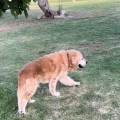 https://es.holidog.com/ImagesPetSitters/87A07388-C0CB-47A0-87A0-F6AA733D64BD_square_120.jpg Tu-mejor-amigo-en-las-mejores-manos-243225-2