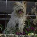https://es.holidog.com/ImagesPetSitters/87AC48AE-C97F-45CE-8683-EE5431D06146_square_120.jpg Love-dogs--93889-1