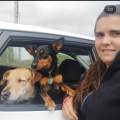 Perros-felices-y-cuidados-262954-1