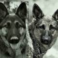 https://es.holidog.com/ImagesPetSitters/88833461-3E51-481A-B3E7-C8F6EE4A47B9_square_120.jpg Los-perros...mi-pasión-78446-2