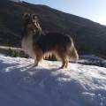 https://es.holidog.com/ImagesPetSitters/88BFFD47-9B84-4C8F-97D5-78C1B90D5307_square_120.jpg Etólogo,-Adiestrador-e-Instructor-249038-0
