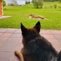https://es.holidog.com/ImagesPetSitters/88C1E385-0913-45F3-963F-6E870283B143_square_120.jpg PARAISO-PERRUNO-225305-1