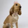 Mamá-perruna-235014-1
