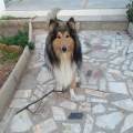 https://es.holidog.com/ImagesPetSitters/8A13CF41-986B-4AF5-9CF1-EF4EAB7354DF_square_120.jpg Etólogo,-Adiestrador-e-Instructor-249038-2