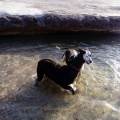 https://es.holidog.com/ImagesPetSitters/8B7B8996-29CA-4D78-8FE7-AEE07B8DD354_square_120.jpg compañera-de-juegos-y-paseos--68722-3