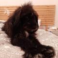 https://es.holidog.com/ImagesPetSitters/8C6B321A-6E48-4DE3-9F93-48A3B9A650AF_square_120.jpg Un-hogar-en-Valencia-131592-1