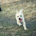 https://es.holidog.com/ImagesPetSitters/8D33F9A4-71DF-4636-8DC5-1EA3E03E4CBD_square_120.jpg Para-tu-mascota-105173-0
