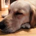 https://es.holidog.com/ImagesPetSitters/8E374407-CB67-4BDA-BCFD-87F392AE303B_square_120.jpg Cuidadora-de-perros,-como-en-casa!--120037-2