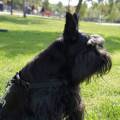 Pasión-por-las-mascotas-35520-1