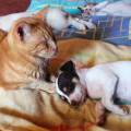 petsitter stranger