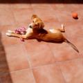 https://es.holidog.com/ImagesPetSitters/90520075-93F9-4F26-8DA7-DEC4E0F8E909_square_120.jpg Libertad-y-felicidad-27015-1