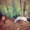https://es.holidog.com/ImagesPetSitters/90DBEF8A-24DF-4440-8DE5-92FA28A70DA5_square_120.jpg Amor-perruno-18031-0