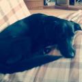 https://es.holidog.com/ImagesPetSitters/920FEAE8-5C25-43D7-B40B-9A939311E598_square_120.jpg Apasiona-por-los-perros-15469-3