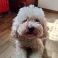 https://es.holidog.com/ImagesPetSitters/925EC2C9-7F61-4B21-9391-4702963CBE9A_square_120.jpg Animales-excelente-compañía--231658-2
