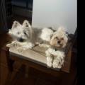https://es.holidog.com/ImagesPetSitters/942A2D1D-DAD1-46B9-AF98-3A674DEF2EBD_square_120.jpg Son-mi-vida-y-por-ellos-la-doy-88805-0