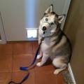 https://es.holidog.com/ImagesPetSitters/9551E560-F19B-43D7-BD3F-E1A02D250008_square_120.jpg Camp-Paseo-144326-0
