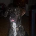https://es.holidog.com/ImagesPetSitters/9566CB71-19BA-41C6-A8AB-4075868EA054_square_120.jpg 2733-0