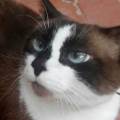 https://es.holidog.com/ImagesPetSitters/95C86CA4-BD98-468D-B050-6ED8F3A0BB68_square_120.jpg Los-animales-son-mi-pasión-40983-1