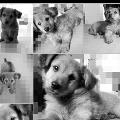 https://es.holidog.com/ImagesPetSitters/965AF826-E8C4-4235-AB39-1DF8893FB4A0_square_120.jpg Happy-Dogs-:D-23074-1