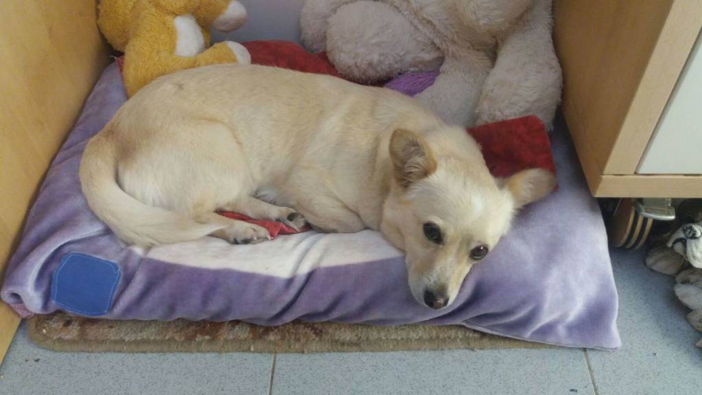 residencia-canina na maialen dc971945-a470-4026-ab55-88b9901bf9a5
