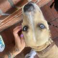 https://es.holidog.com/ImagesPetSitters/97AF942B-805B-405A-B24E-A8BFA8F60214_square_120.jpg 240210-3