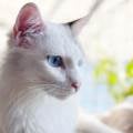 https://es.holidog.com/ImagesPetSitters/999AD8AE-B699-4DE7-8B23-7F2B03378542_square_120.jpg Didy's-cat-place-🐱❤️-254182-1