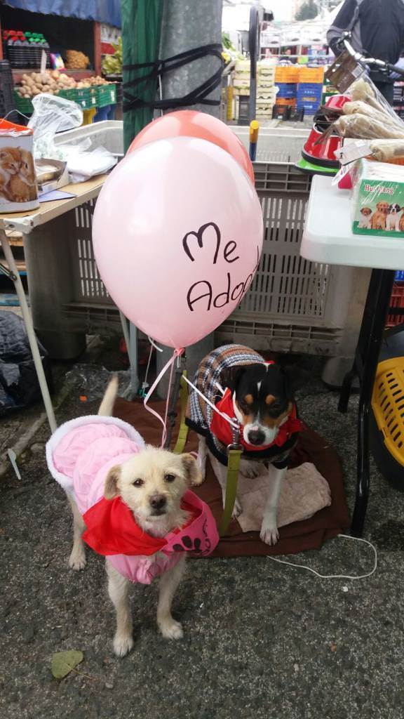 residencia-canina na maialen 348874a9-5dad-44f1-bce4-dbbe92a7c519