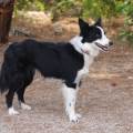 https://es.holidog.com/ImagesPetSitters/9AD0ACDD-0F7D-4F13-AE46-9BFD31141628_square_120.jpg Vacaciones-para-su-mascota--91949-3