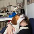 https://es.holidog.com/ImagesPetSitters/9B7609EC-8E63-47A2-8327-881FB76B0273_square_120.jpg Los-perros-te-alargan-la-vida--248925-2
