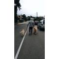 https://es.holidog.com/ImagesPetSitters/9D0AE29A-F65B-4FA0-A242-E2BAF5A51043_square_120.jpg Paraiso-para-perros-97757-1
