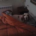 https://es.holidog.com/ImagesPetSitters/9DD819FA-FBB7-4915-9FDD-53AE6F3D38EB_square_120.jpg Fiel-como-mi-perro-?-20066-0