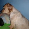 https://es.holidog.com/ImagesPetSitters/9EC15E4D-9FEB-46C6-B12C-4A20DB63A2EA_square_120.jpg Me-encantan-los-animales-22434-3