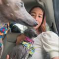 Cuidadora-de-perros-248338-0