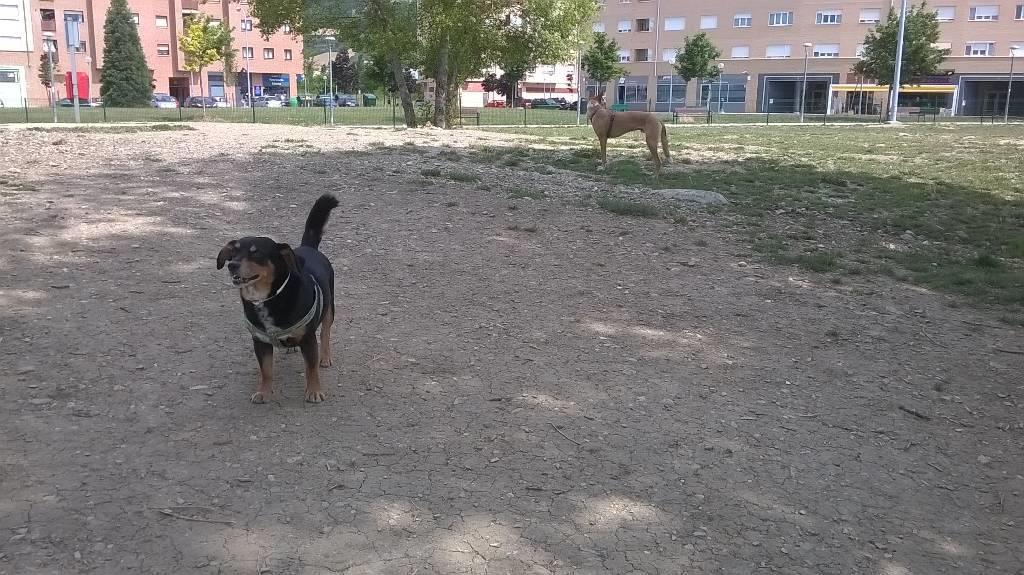 residencia-canina na maialen 8e2a7ea7-02f6-4825-ad6d-d58d8333cce6