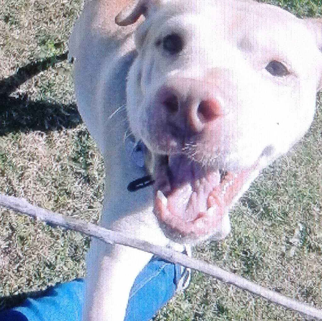 residencia-canina co paula 834c8309-2d3e-465f-8cd8-babfcedbeb42