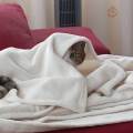 Cuido-a-su-mascota-260789-1