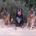 https://es.holidog.com/ImagesPetSitters/A27D1D29-1A47-42C3-8146-B2769DFFEEC5_square_120.jpg Los-perros...mi-pasión-78446-3
