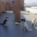 https://es.holidog.com/ImagesPetSitters/A2E48A5D-BE95-442C-9527-46594ED1E5F4_square_120.jpg Dog-Lover-188852-1