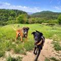 https://es.holidog.com/ImagesPetSitters/A33BFC14-C9C5-4045-99D4-0ACD8F01AD4D_square_120.jpg Bienestar-para-tus-animales-243347-1