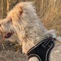 Woody-and-andy-paws-care-252617-3